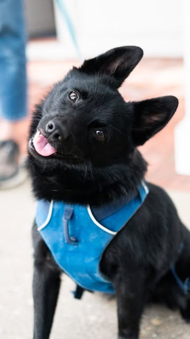 Schipperke