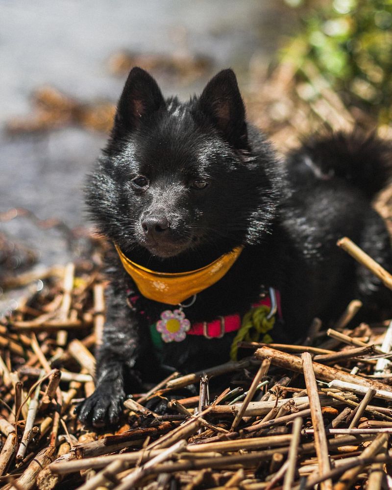 Schipperke