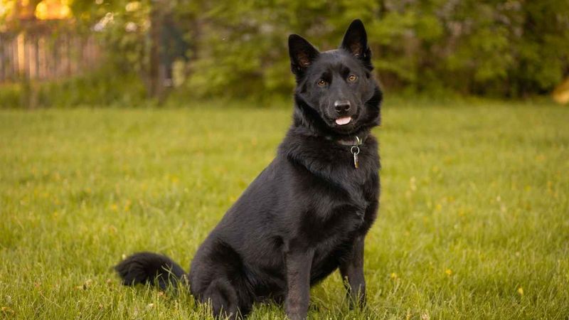 Schipperke