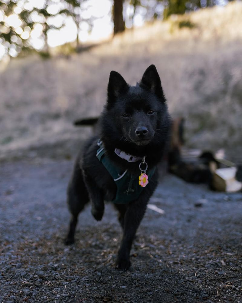 Schipperke