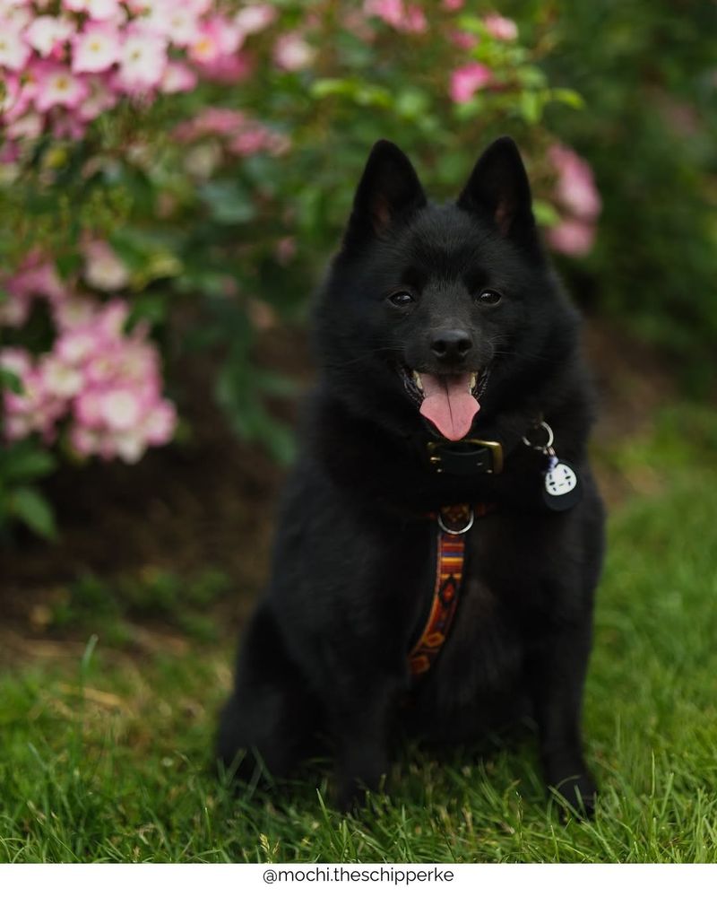 Schipperke