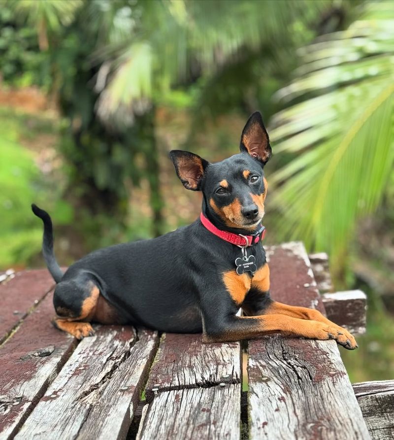 Miniature Pinscher