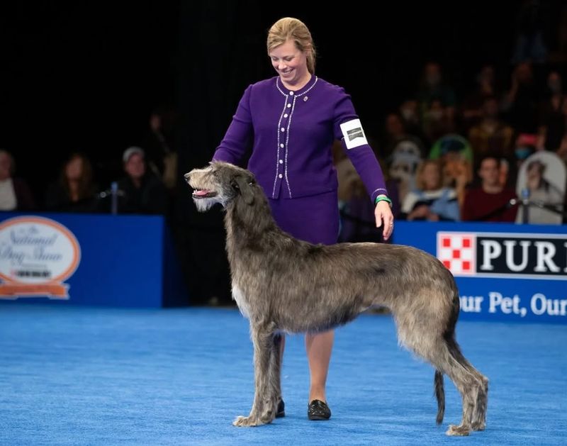 Scottish Deerhound