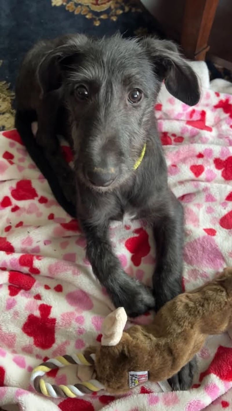 Scottish Deerhound