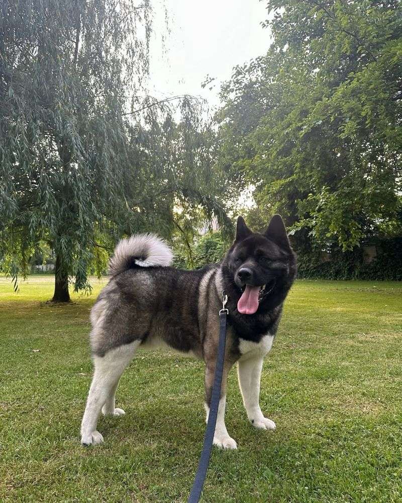 American Akita