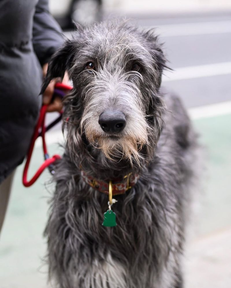 Scottish Deerhound