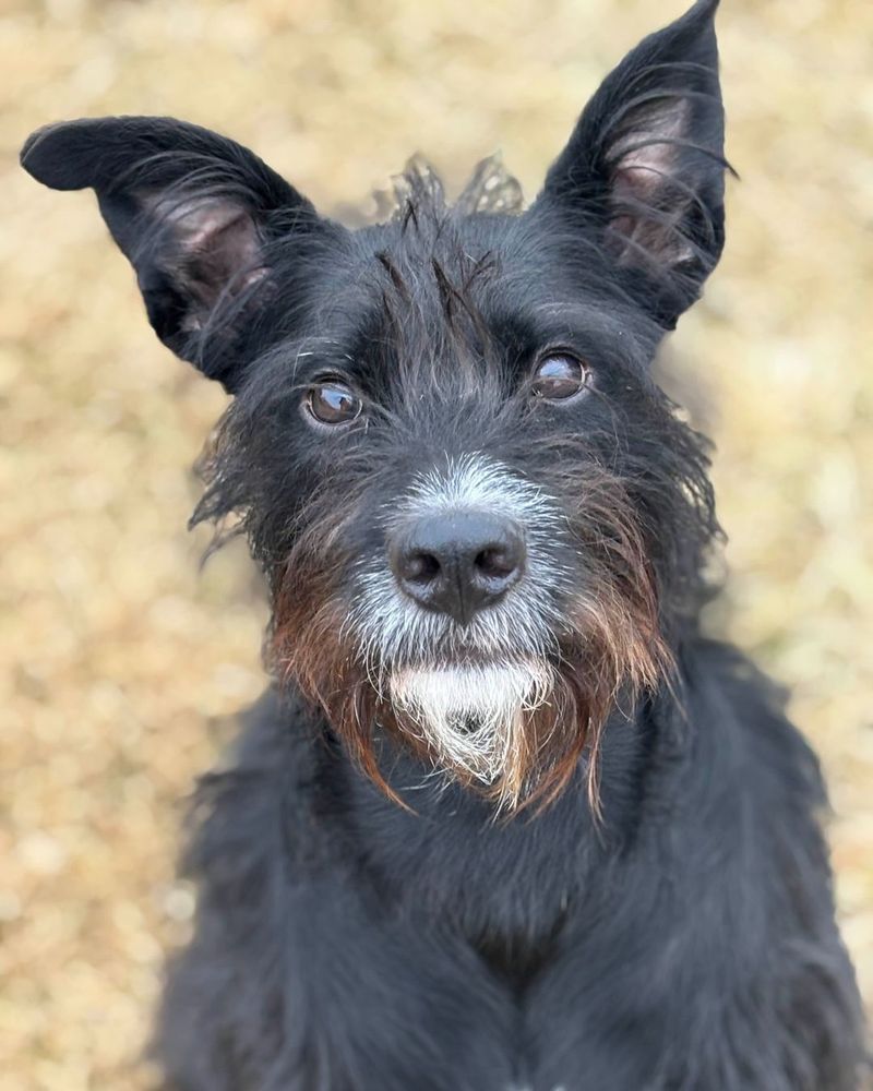 Scottish Terrier