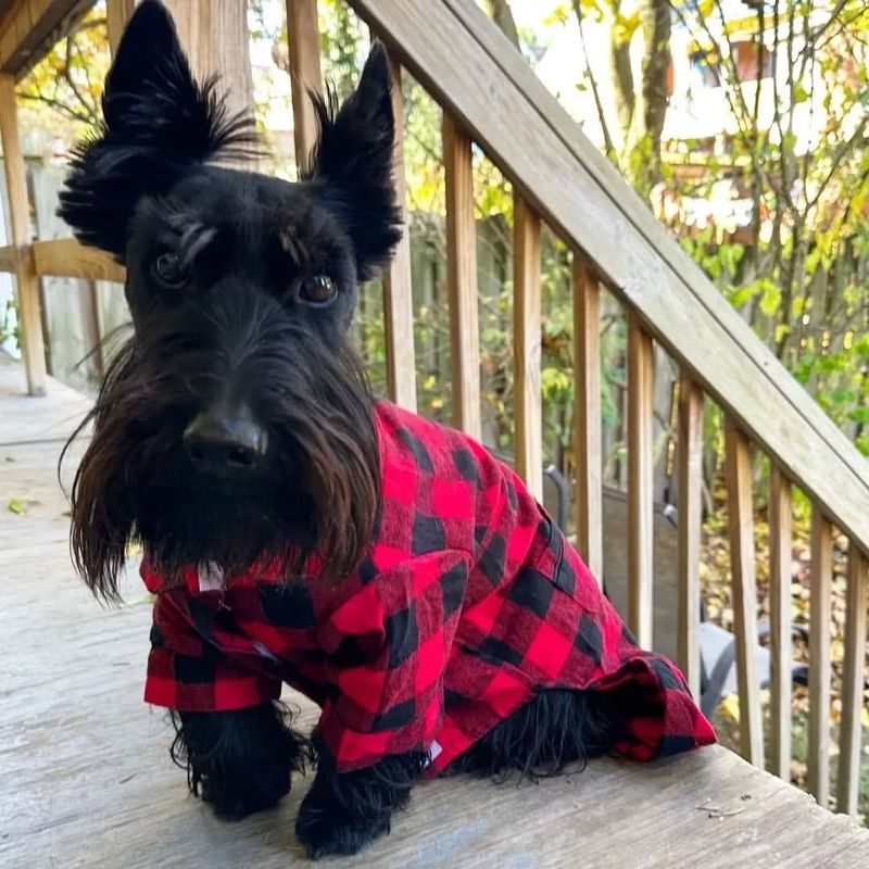 Scottish Terrier