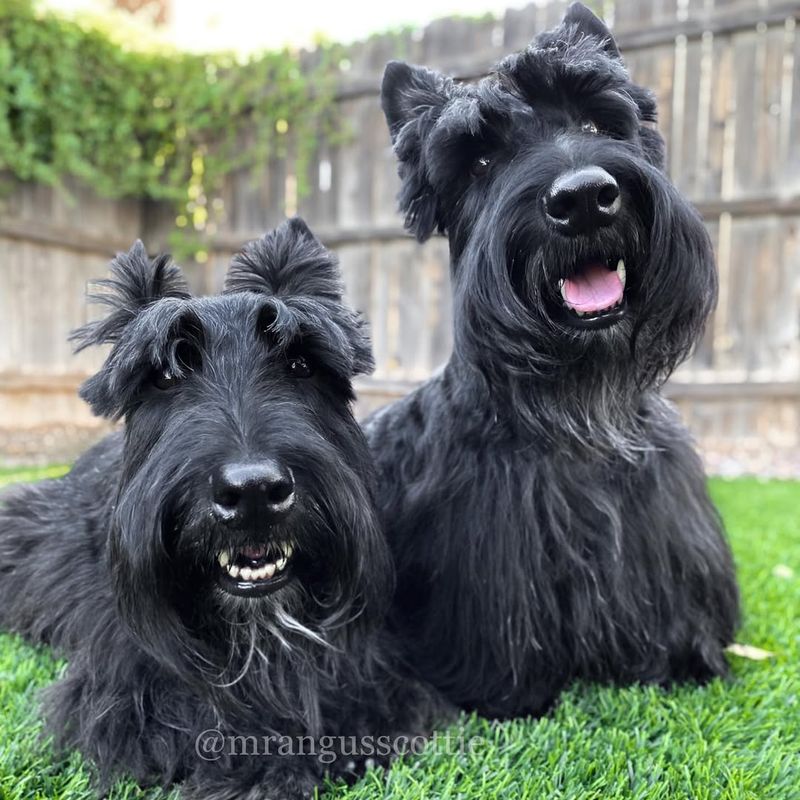 Scottish Terrier