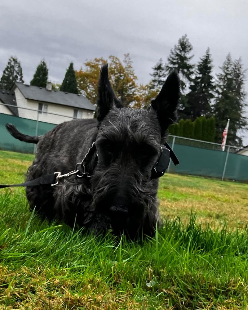 Scottish Terrier