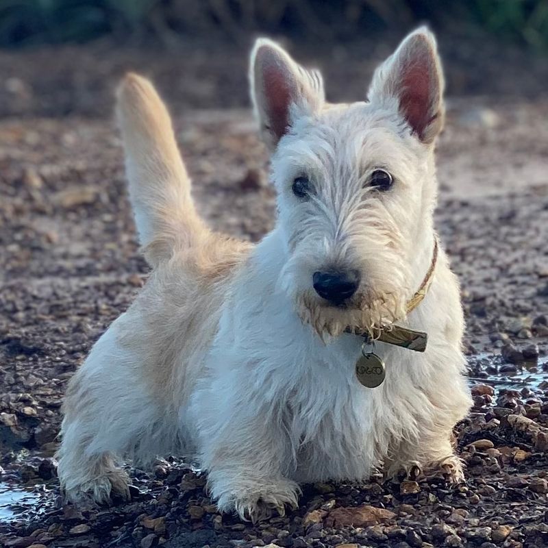 Scottish Terrier