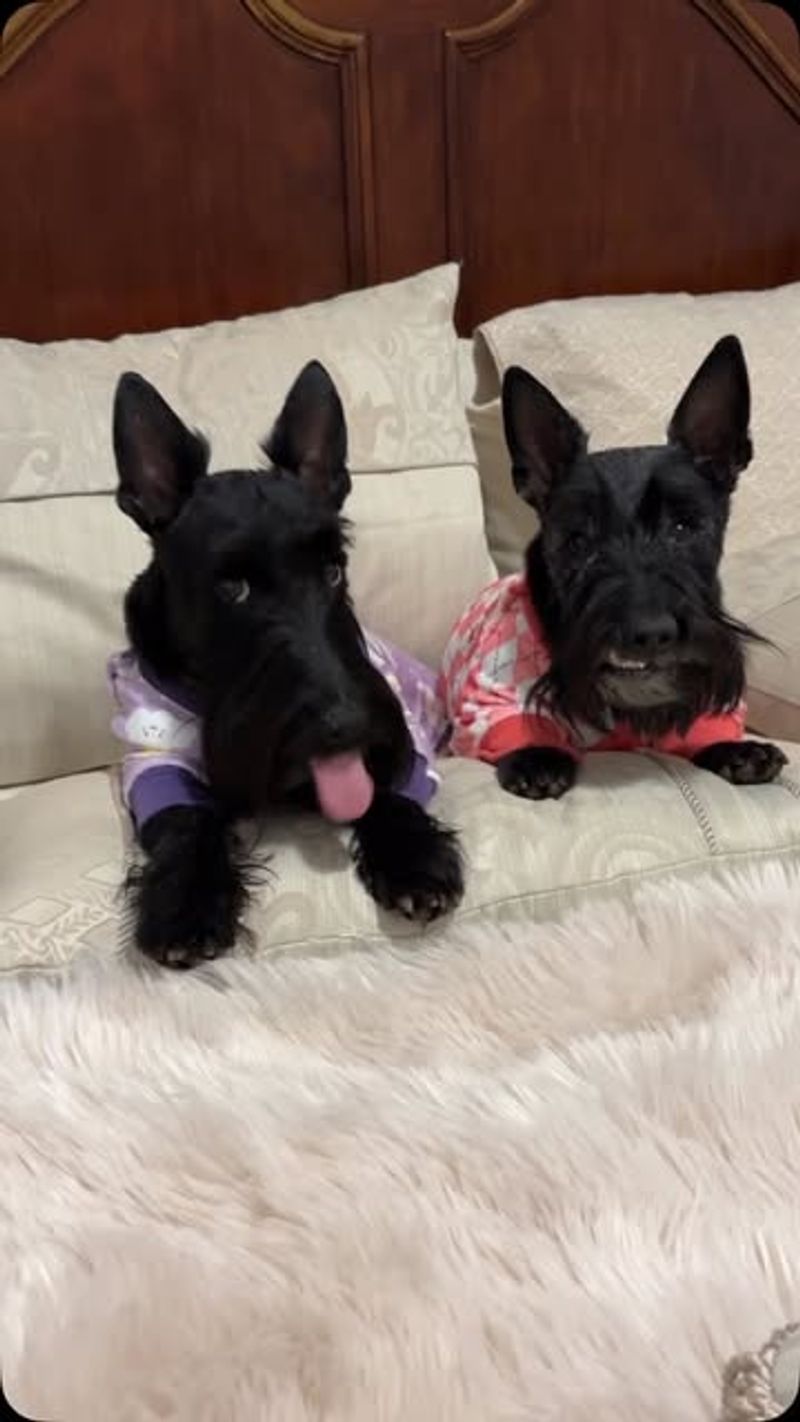 Scottish Terrier