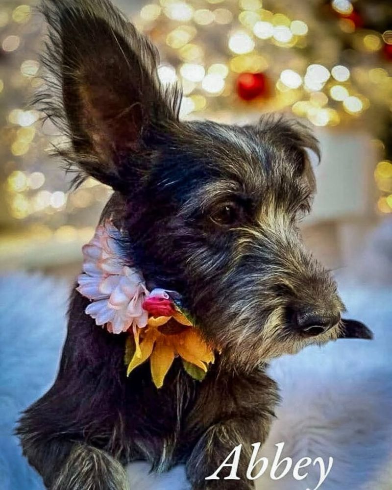 Scottish Terrier