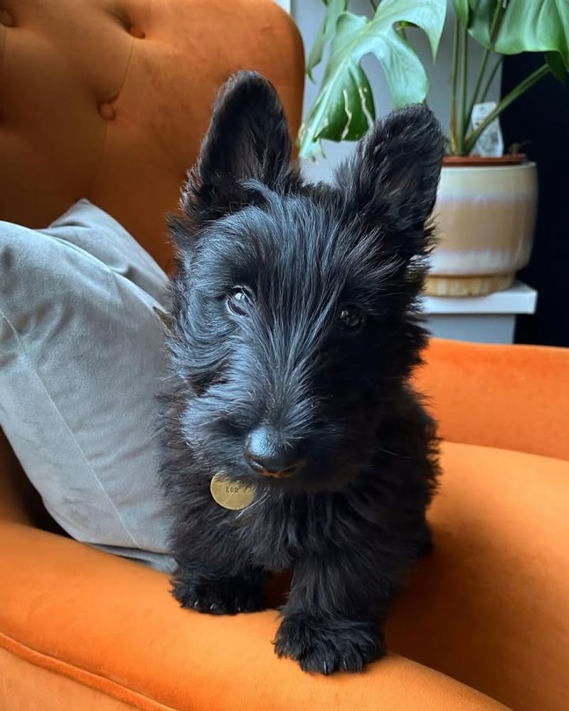 Scottish Terrier