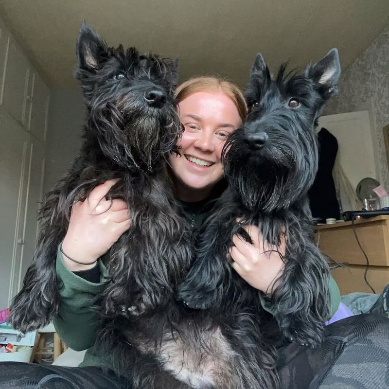 Scottish Terrier