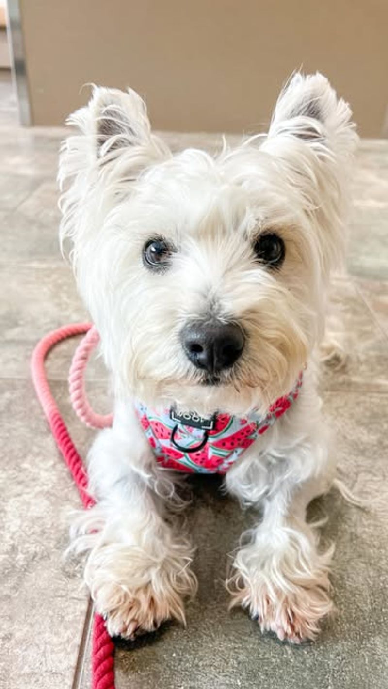 West Highland White Terrier