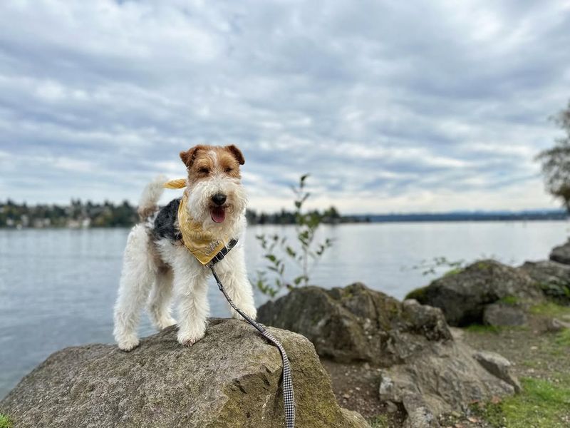 Fox Terrier