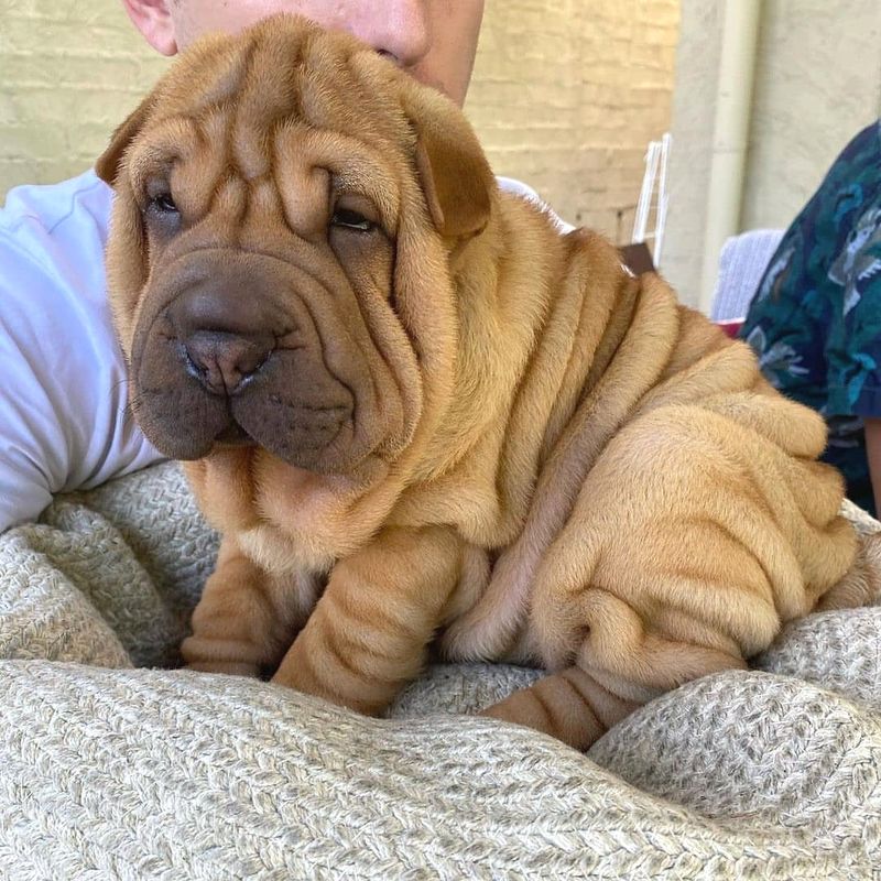 Shar Pei