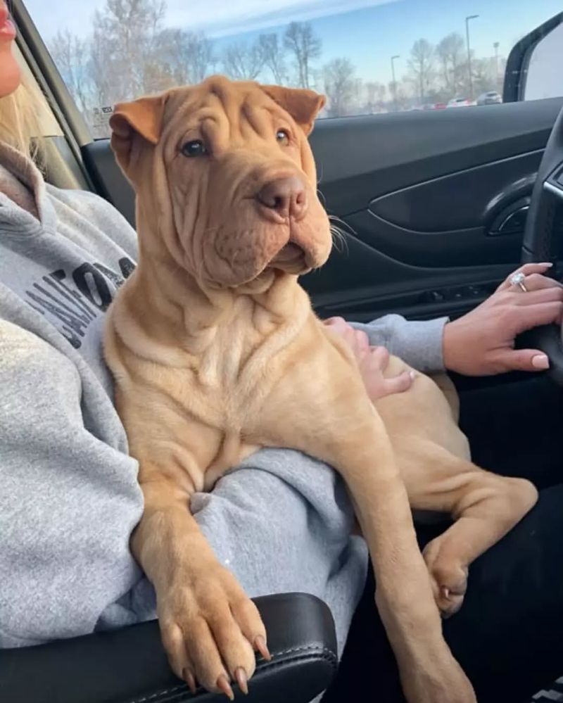 Shar Pei