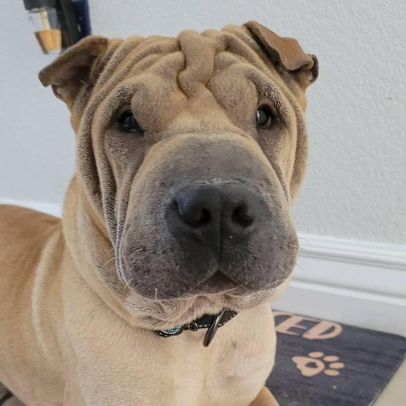 Shar Pei