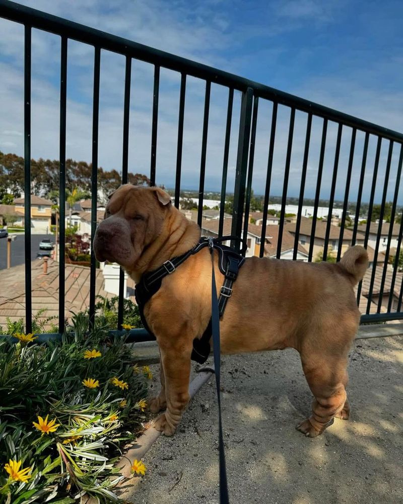 Shar Pei