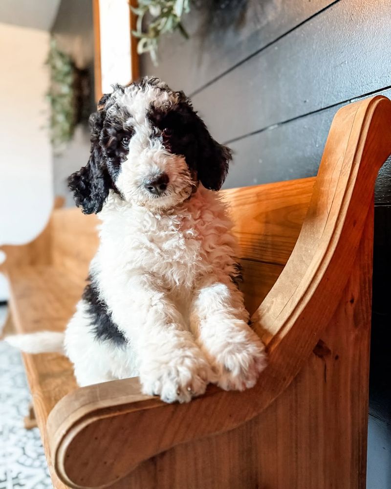 Sheepadoodle