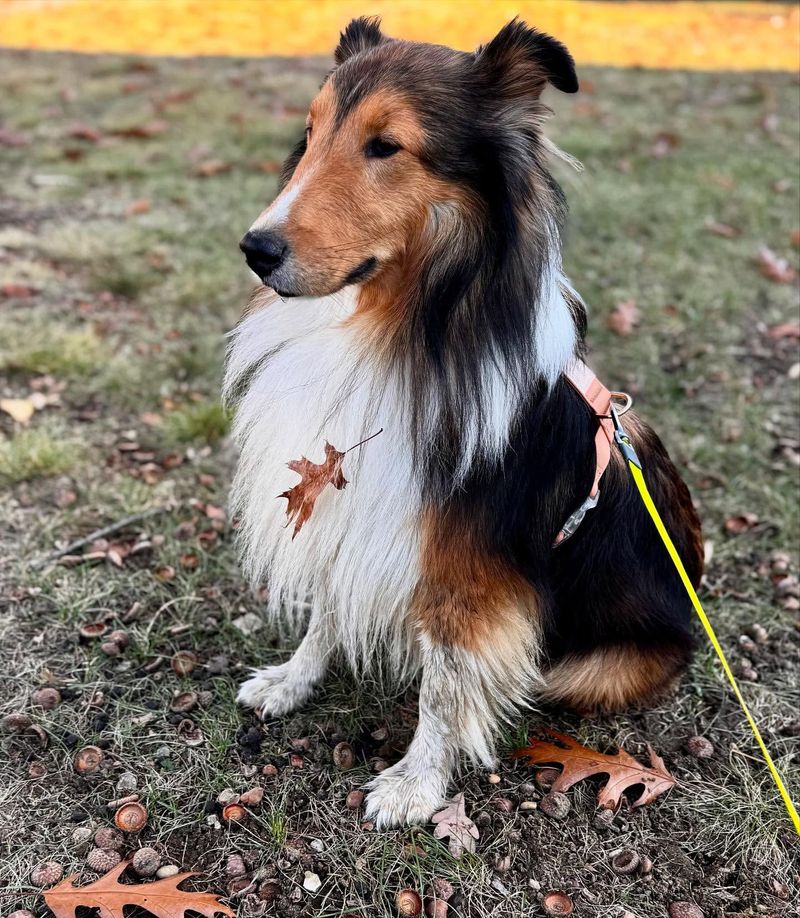 Sheltie