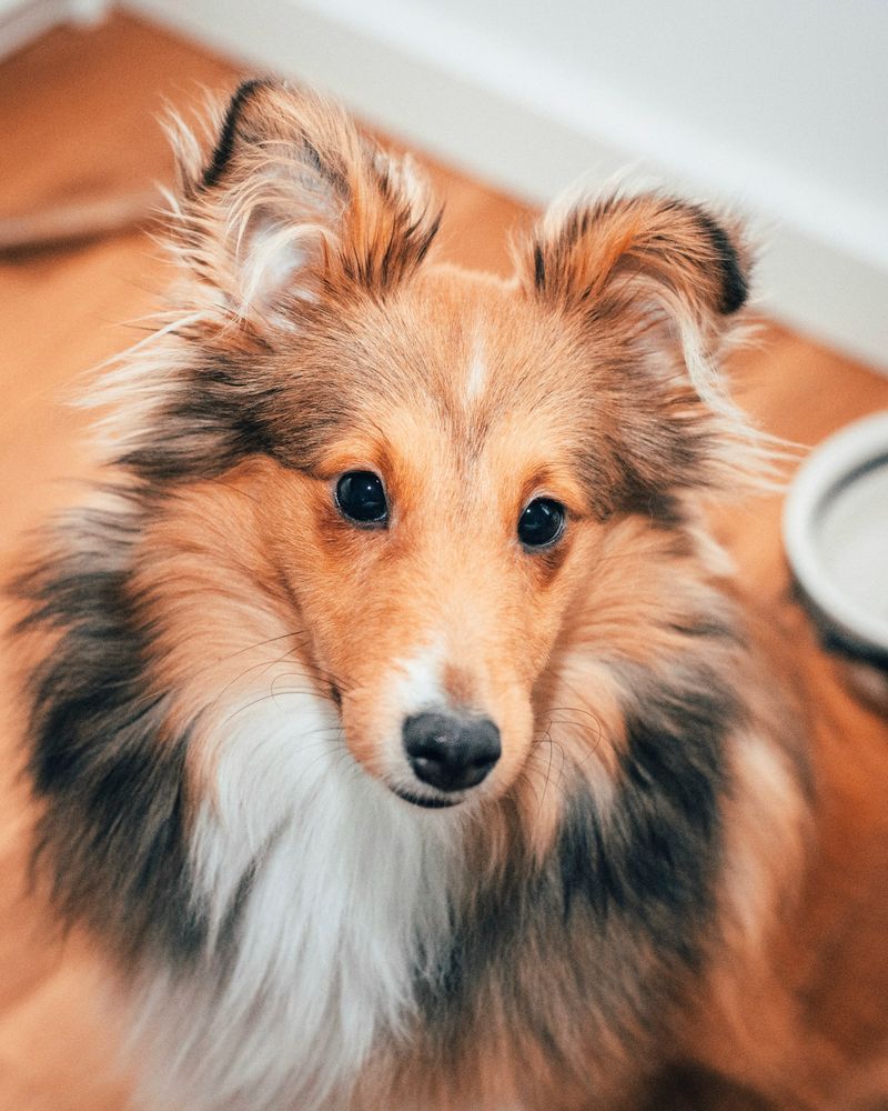 Shetland Sheepdog