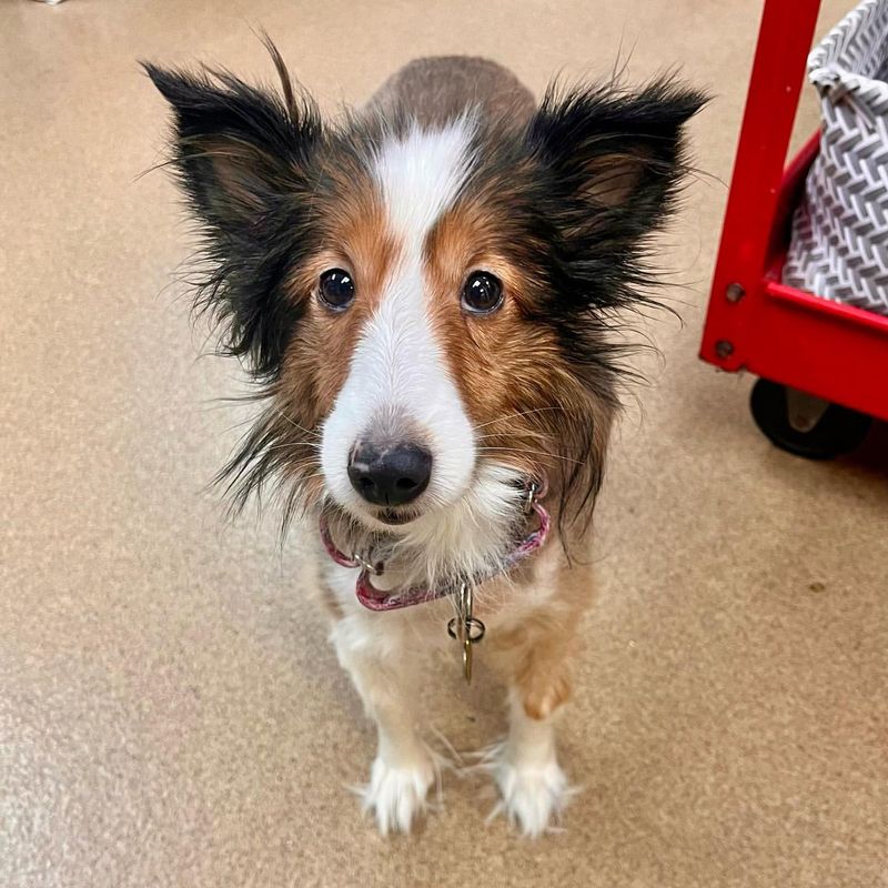 Shetland Sheepdog