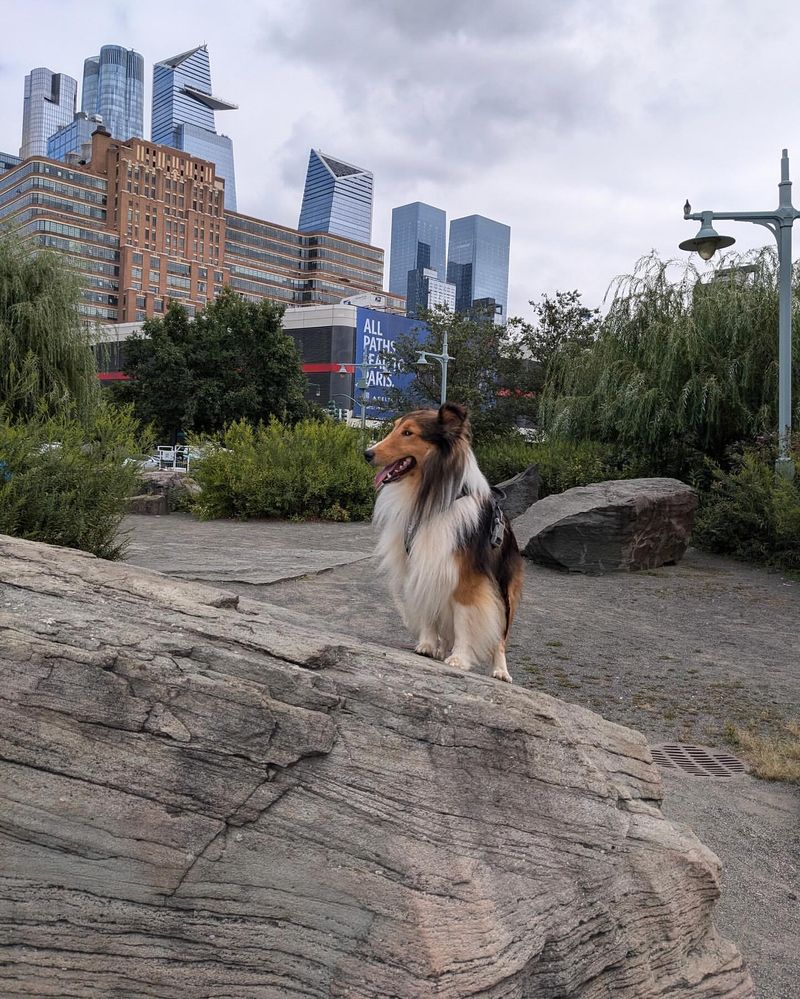 Shetland Sheepdog