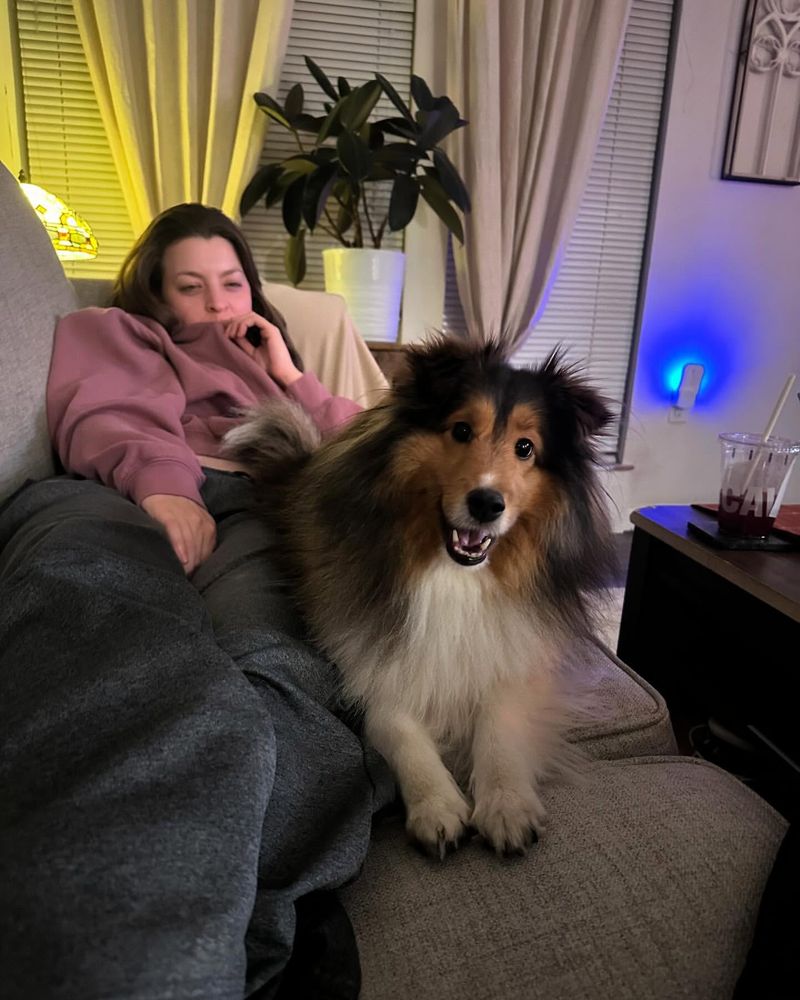 Shetland Sheepdog