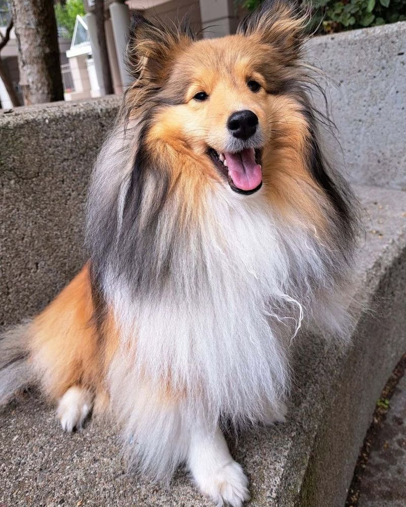 Shetland Sheepdog