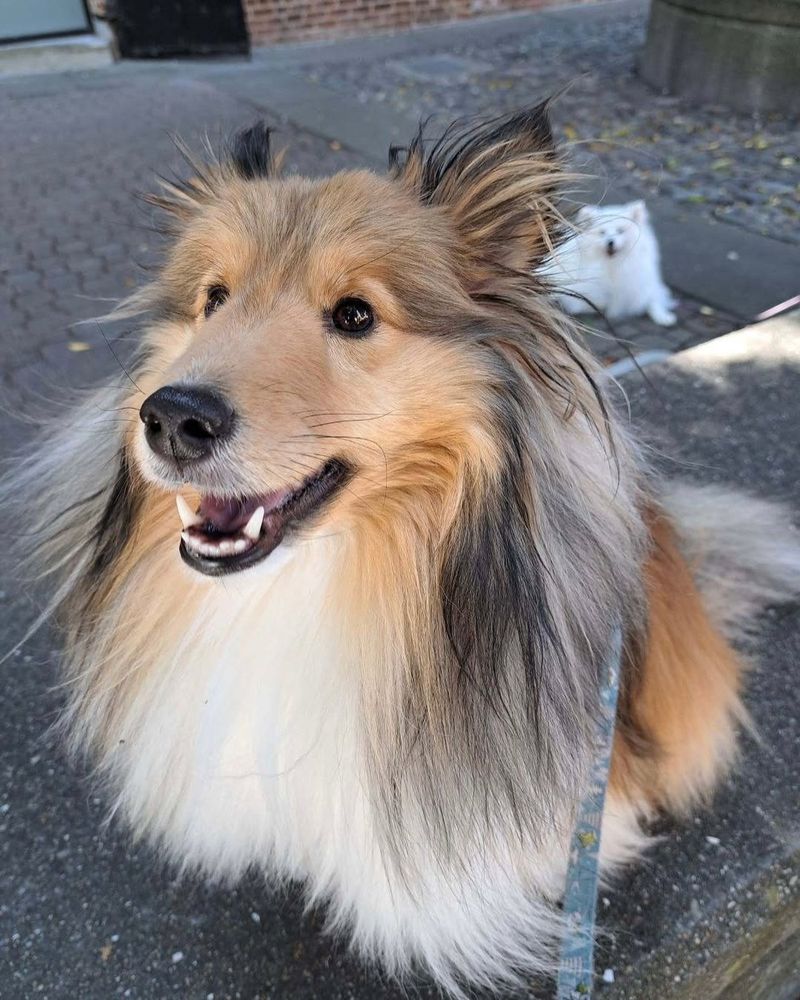 Shetland Sheepdog