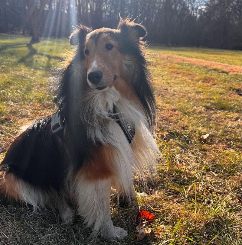 Shetland Sheepdog