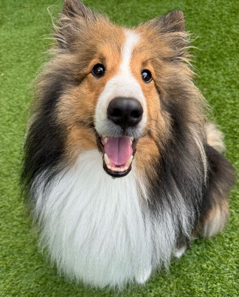 Shetland Sheepdog