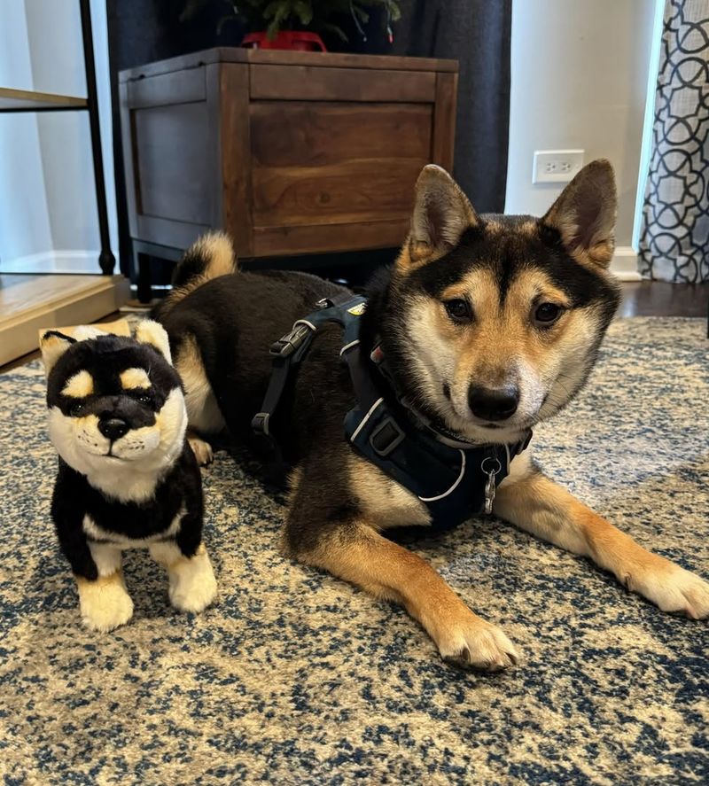 Shiba Inu