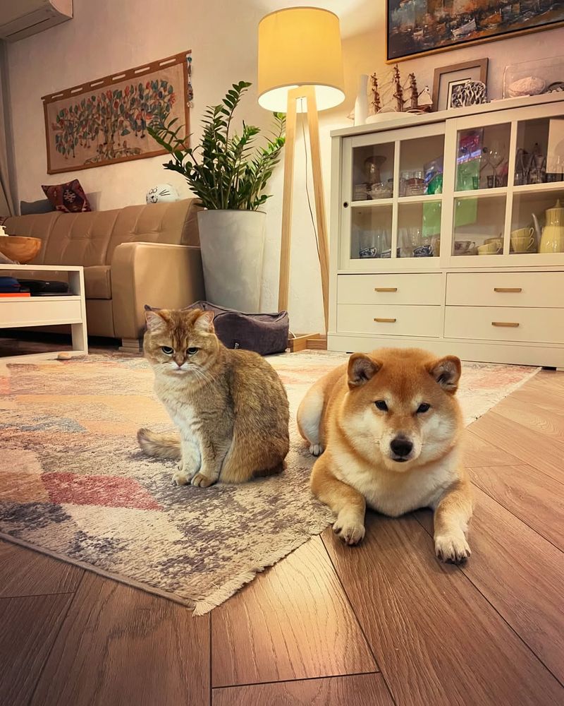 Shiba Inu