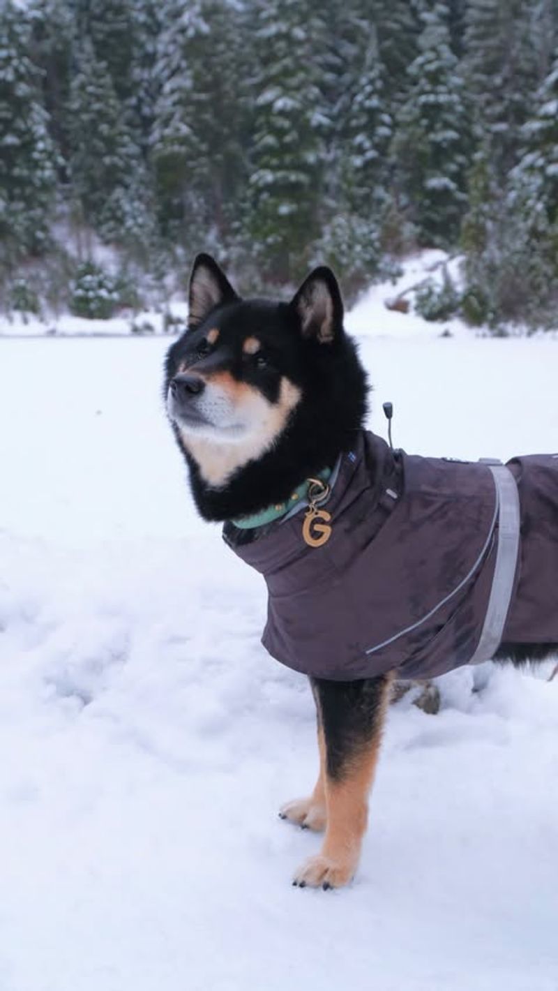 Shiba Inu