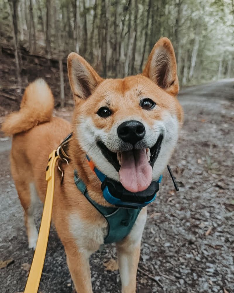 Shiba Inu