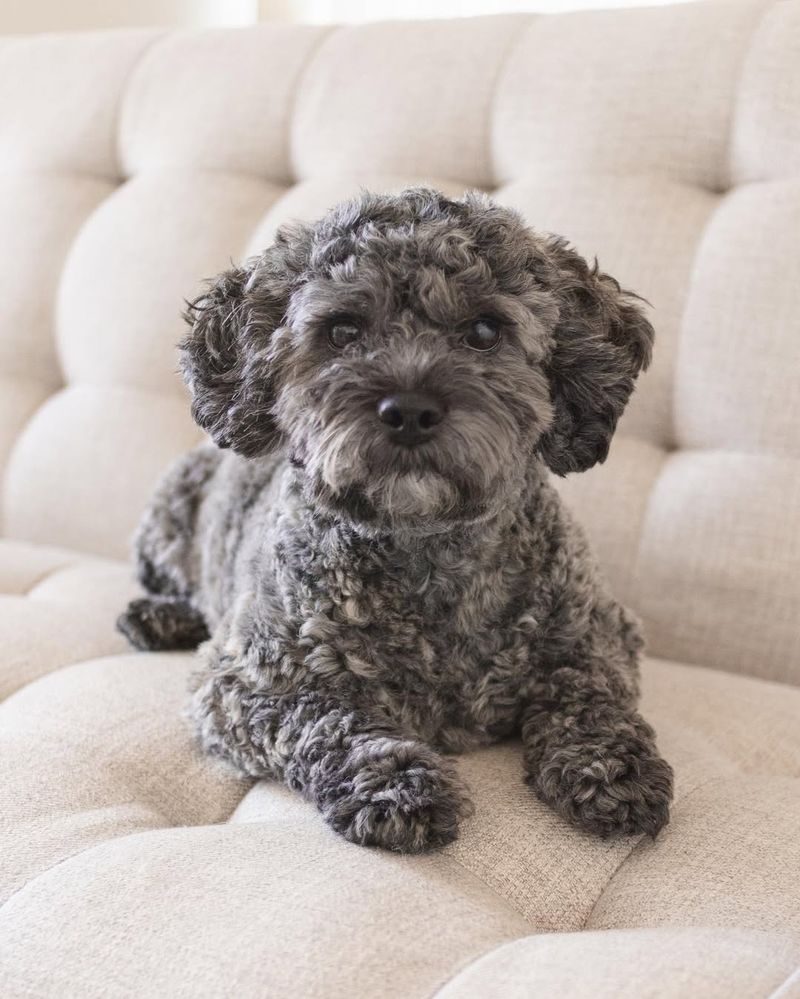 Shih Poo