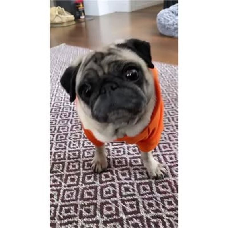 Pug