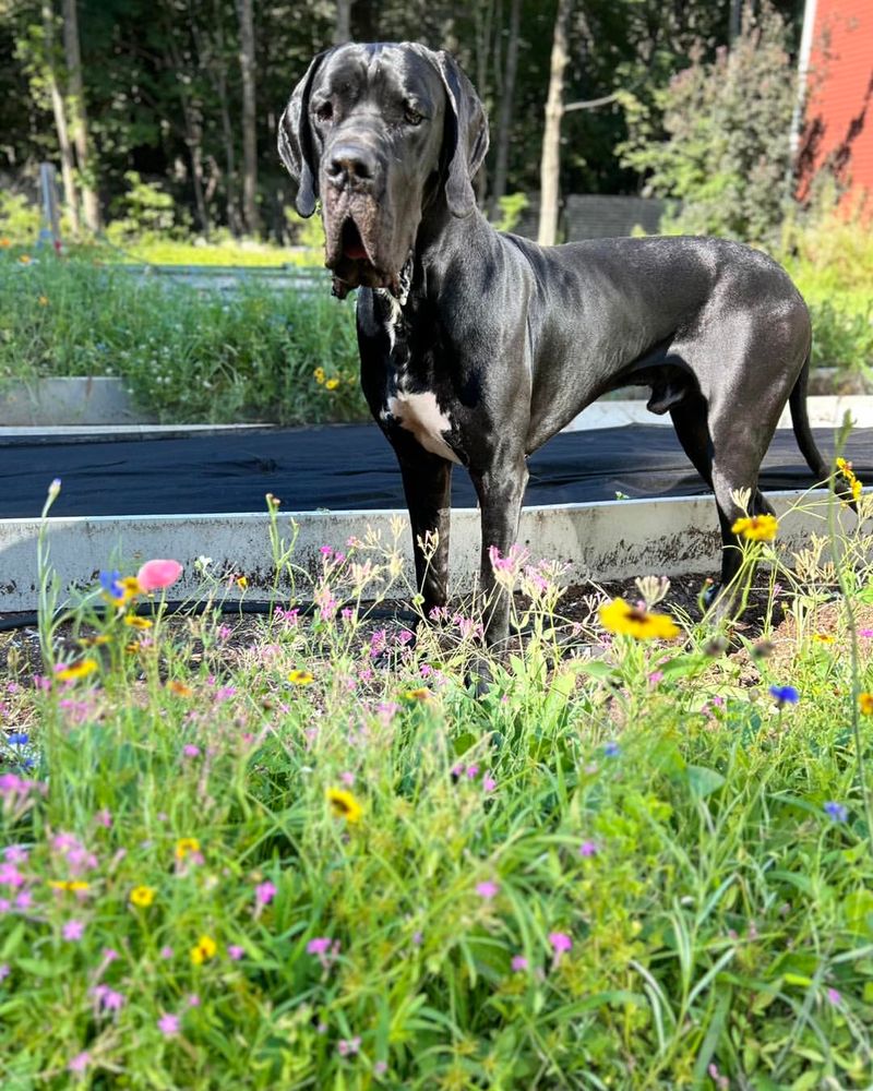 Great Dane