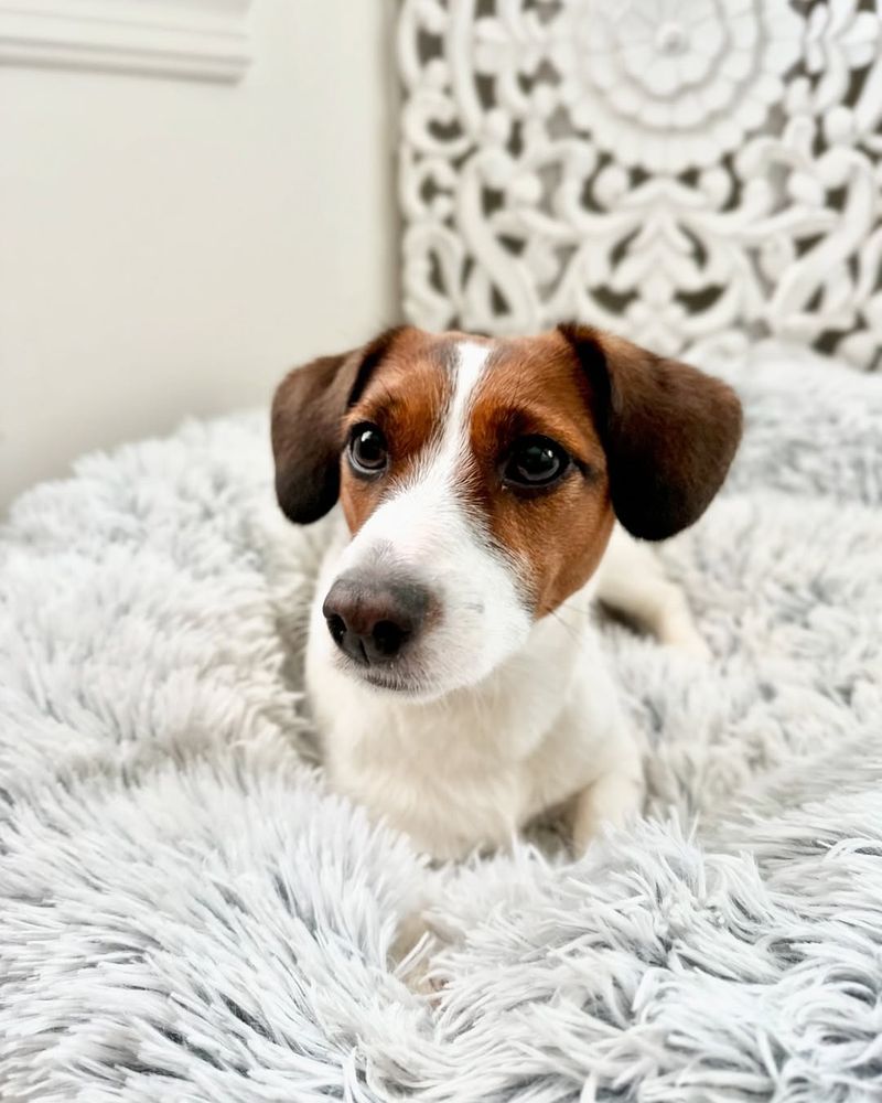 Jack Russell Terrier