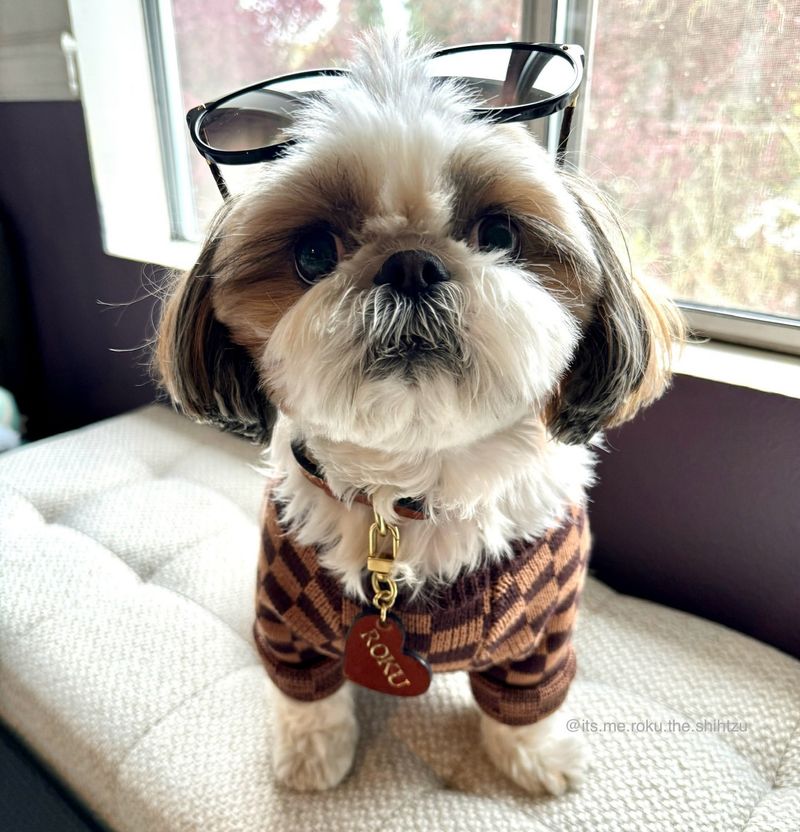 Shih Tzu