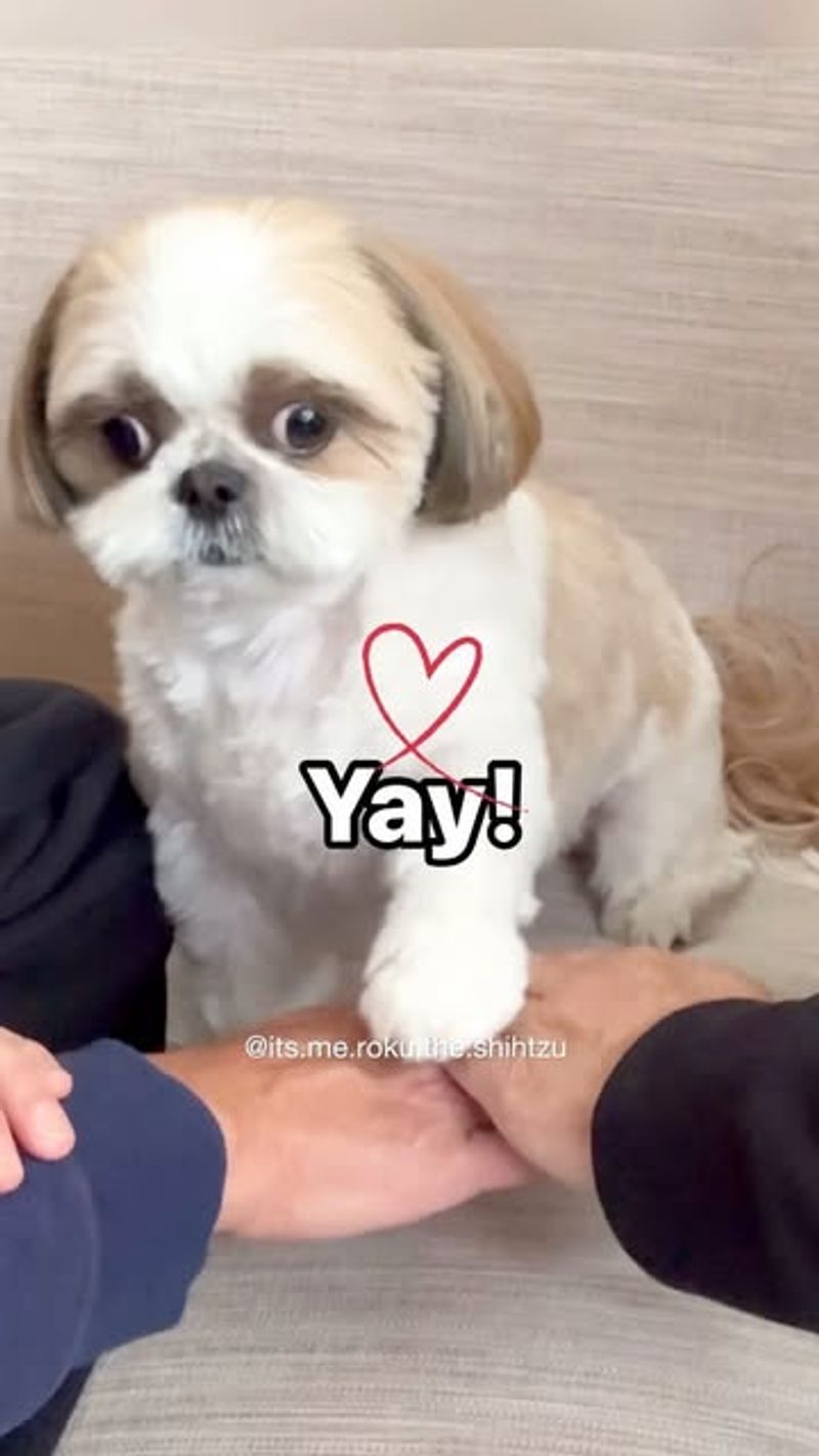 Shih Tzu