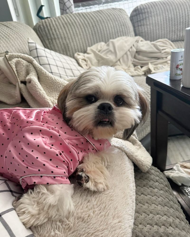 Shih Tzu