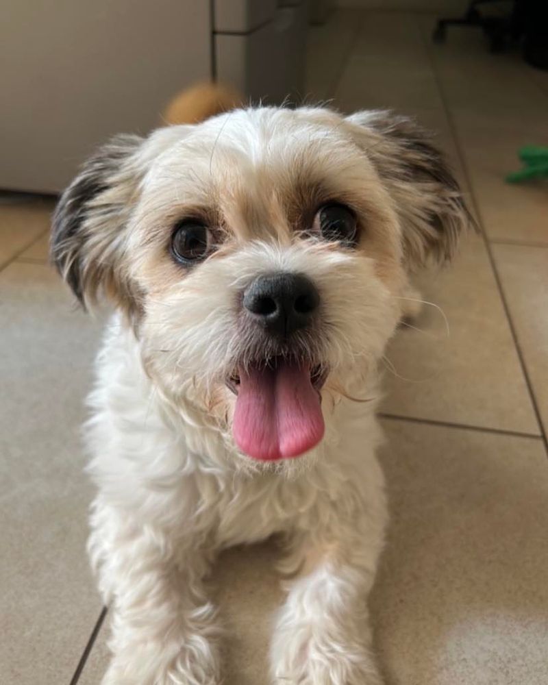 Shih Tzu