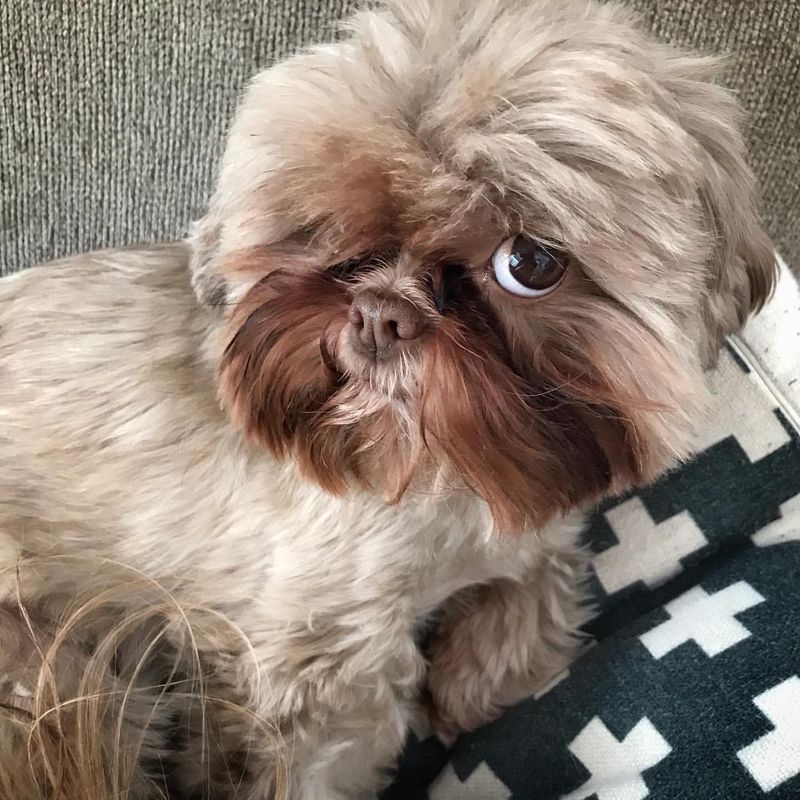 Shih Tzu