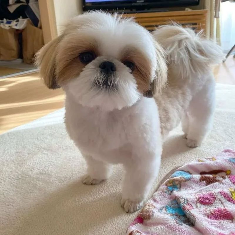 Shih Tzu