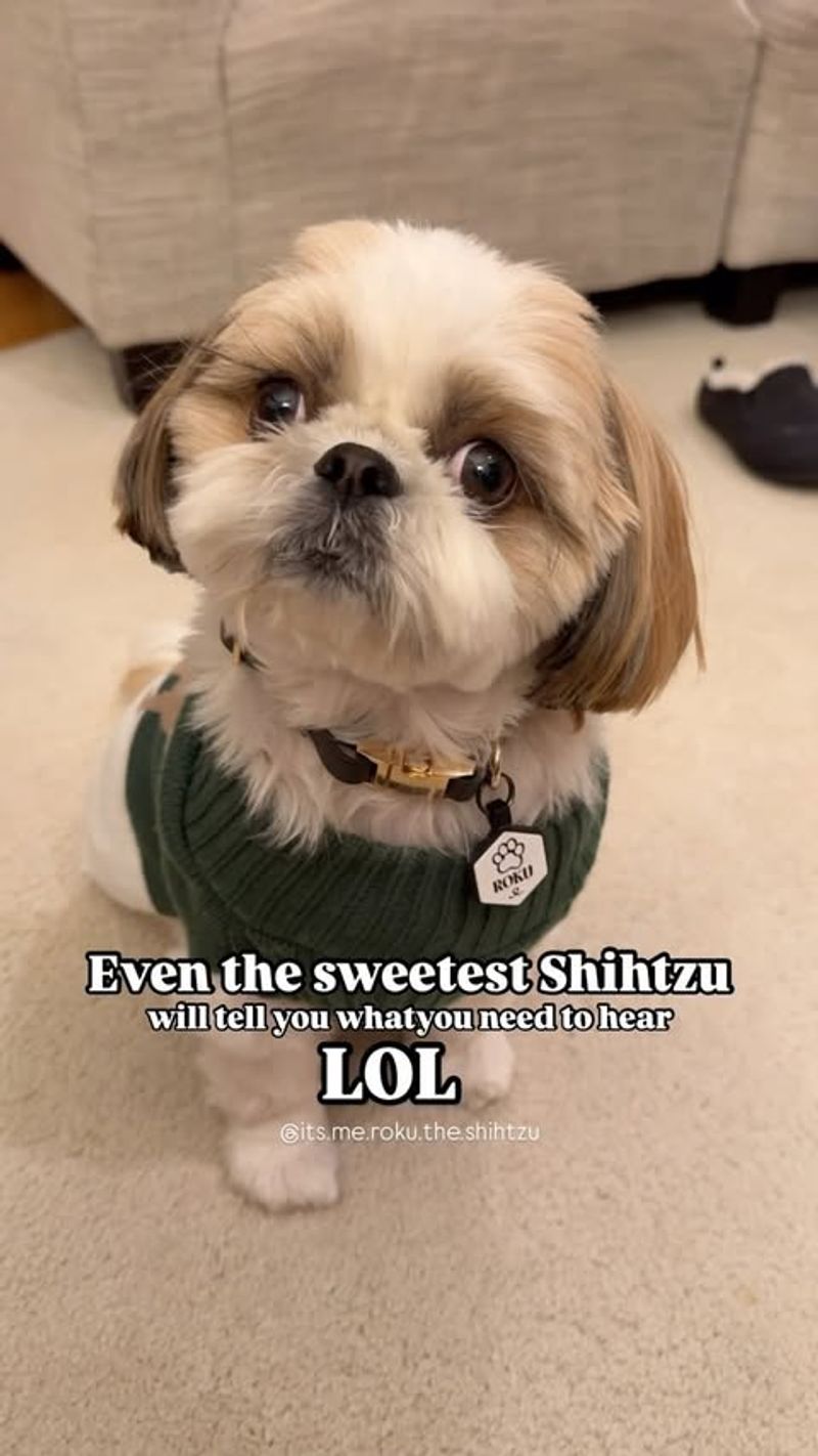 Shih Tzu